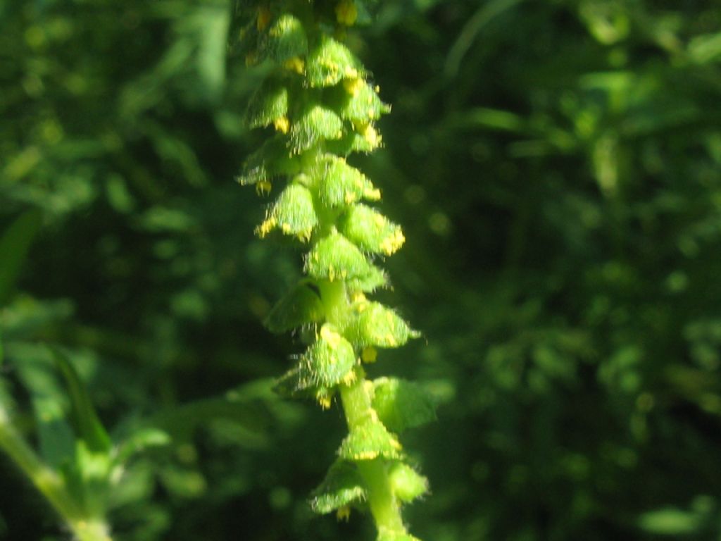 Ambrosia artemisiifolia