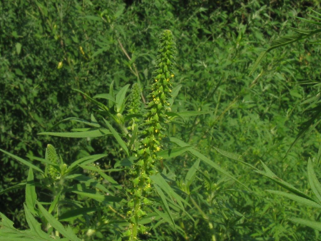 Ambrosia artemisiifolia