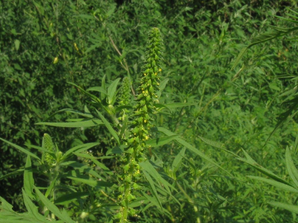 Ambrosia artemisiifolia