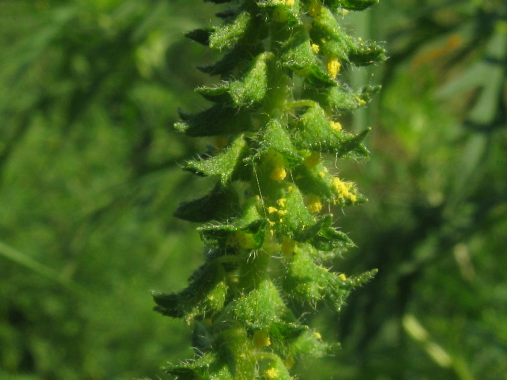 Ambrosia artemisiifolia