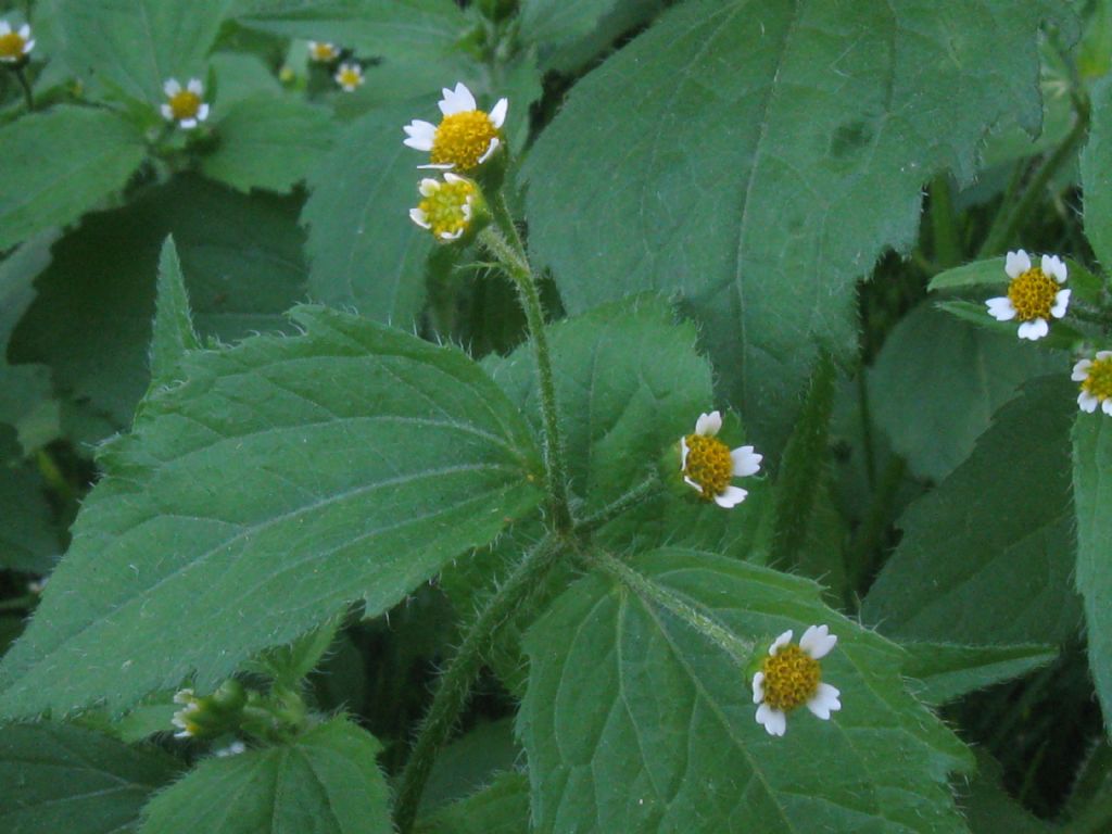 Galinsoga quadriradiata  o parviflora?   G. quadriradiata