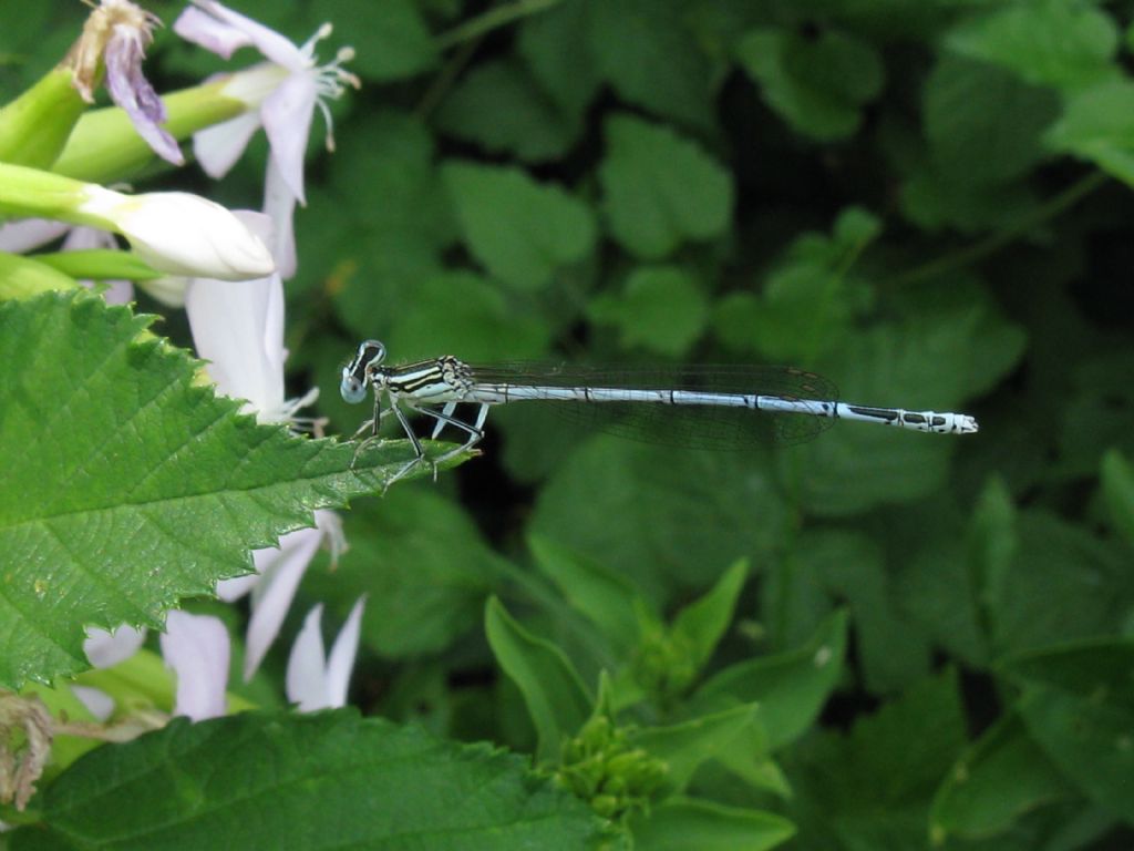 Platycnemis pennipes maschi e femmine