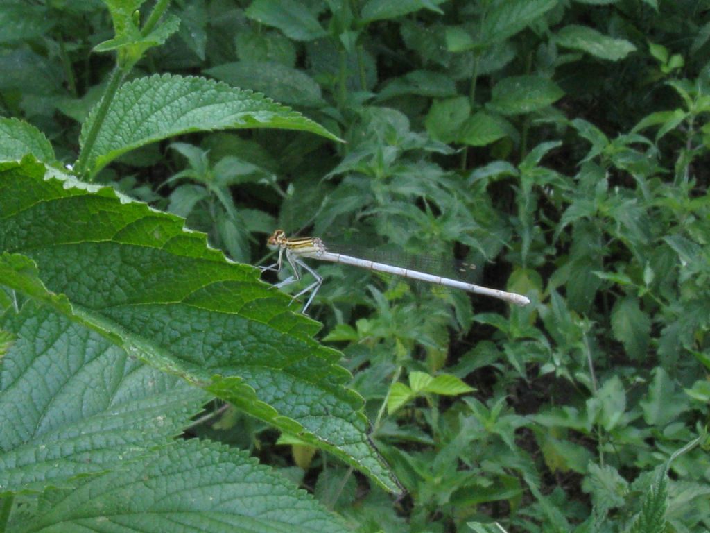 Platycnemis pennipes maschi e femmine