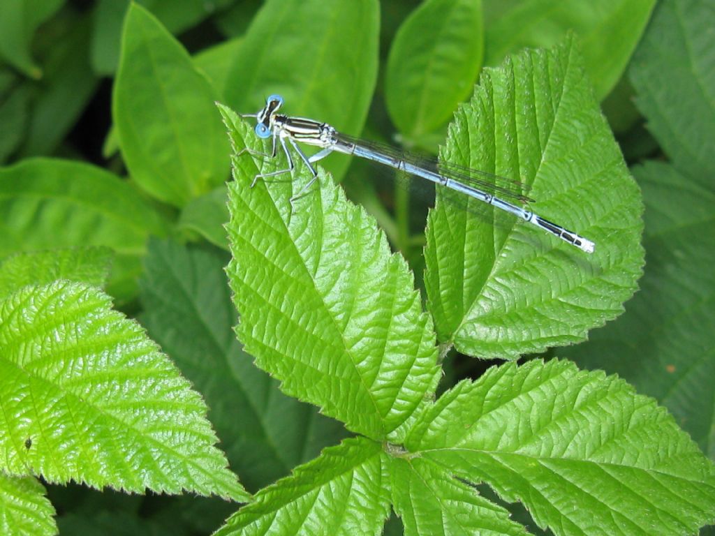 Platycnemis pennipes maschi e femmine