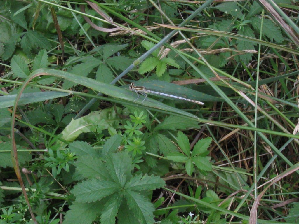 Platycnemis pennipes maschi e femmine