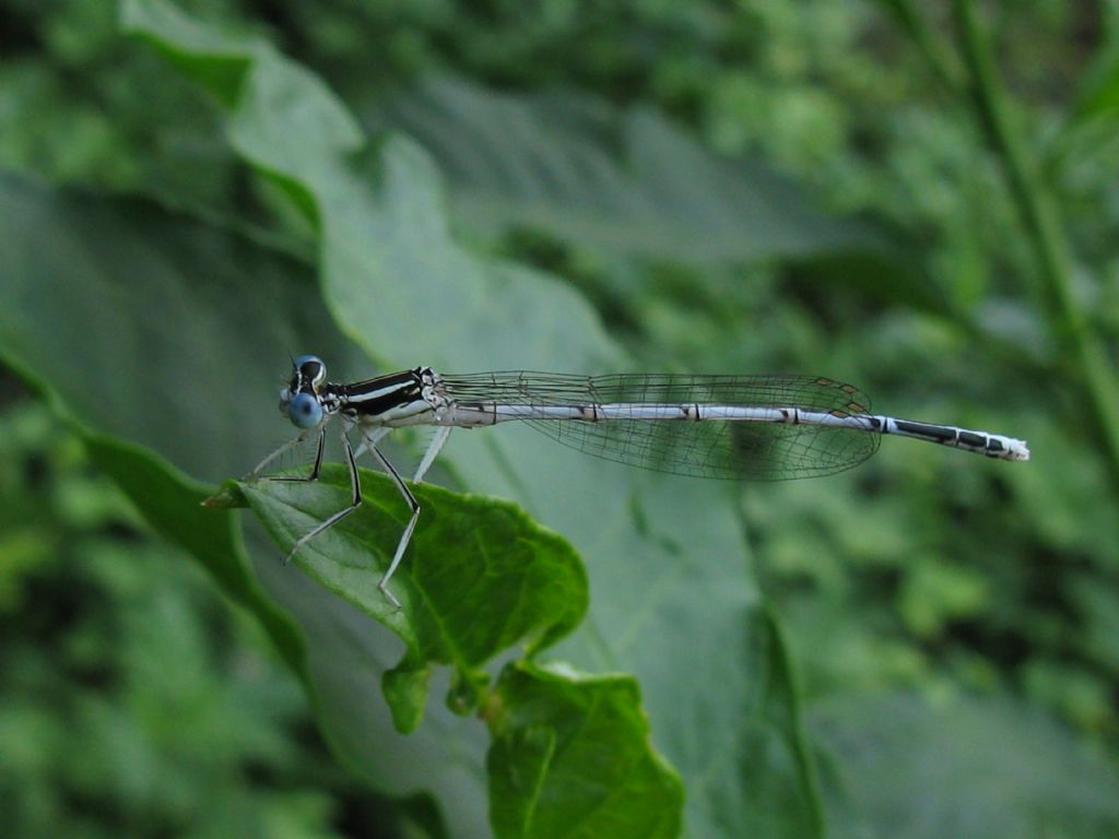 Platycnemis pennipes maschi e femmine