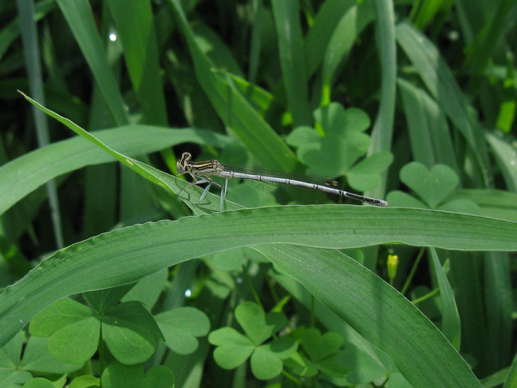 Platycnemis pennipes:  maschio immaturo e femmine