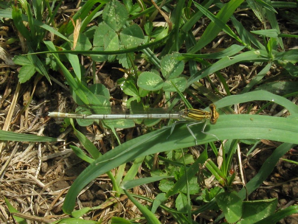 Platycnemis pennipes:  maschio immaturo e femmine