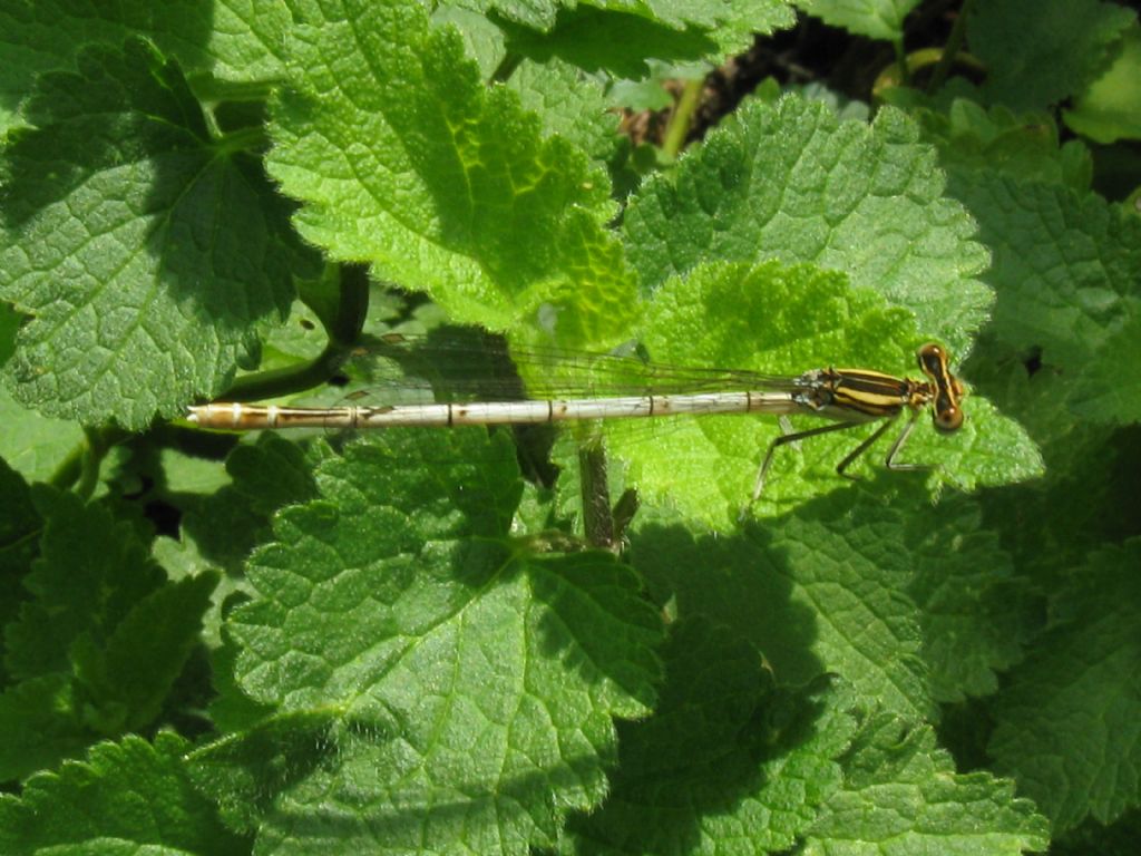 Platycnemis pennipes:  maschio immaturo e femmine