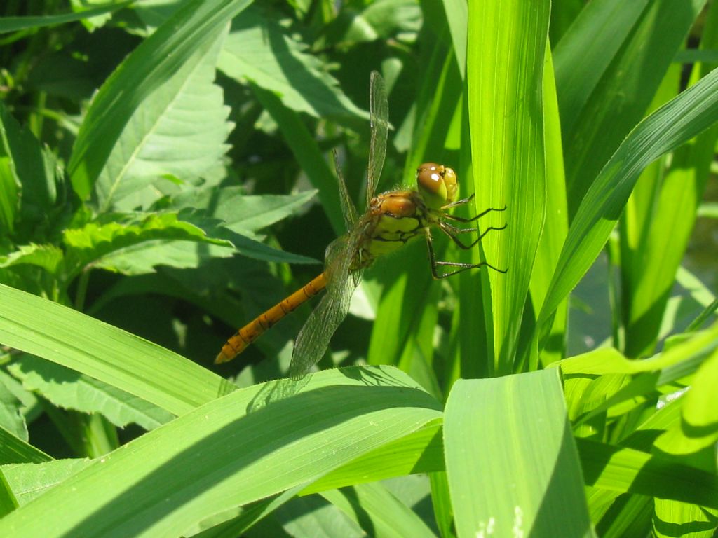 Sympetrum? Orthetrum coerulescens ♀ e Sympetrum striolatum ♂