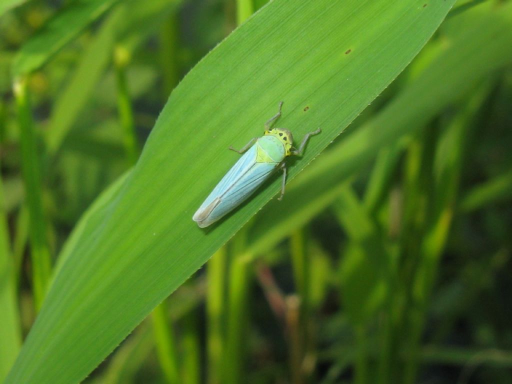 Cicadella viridis maschio?