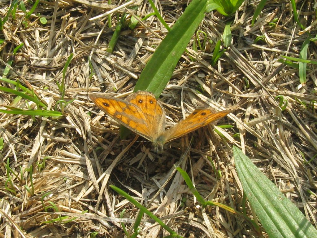 Lasiommata megera maschio? S