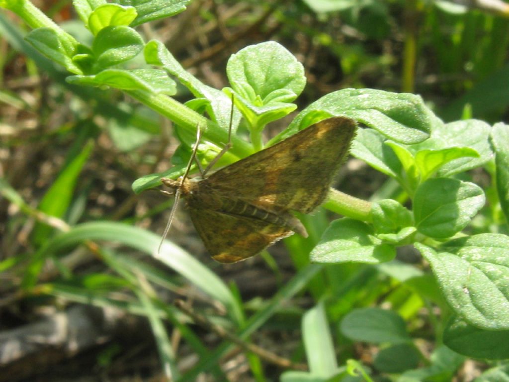 Lepidottero introvabile...da me - Pyrausta despicata, Crambidae