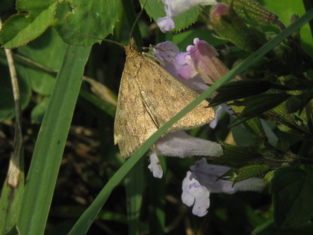 Lepidottero introvabile...da me - Pyrausta despicata, Crambidae