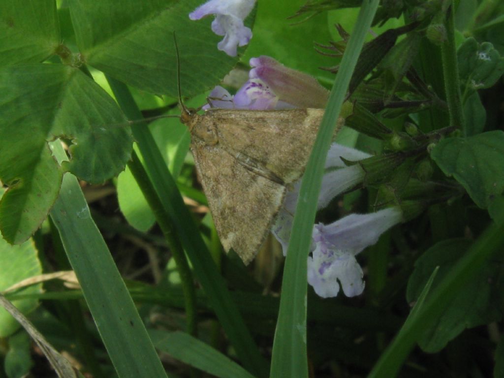 Lepidottero introvabile...da me - Pyrausta despicata, Crambidae