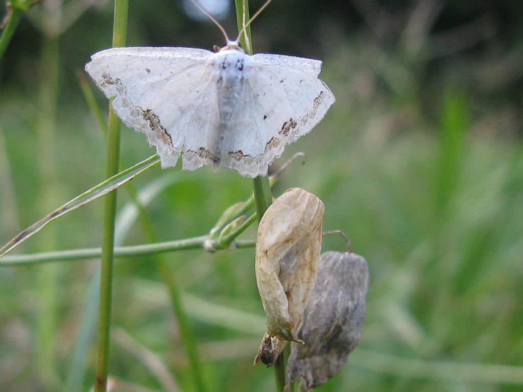 Scopula decorata...sesso? Scopula (Scopula) ornata, Geometridae