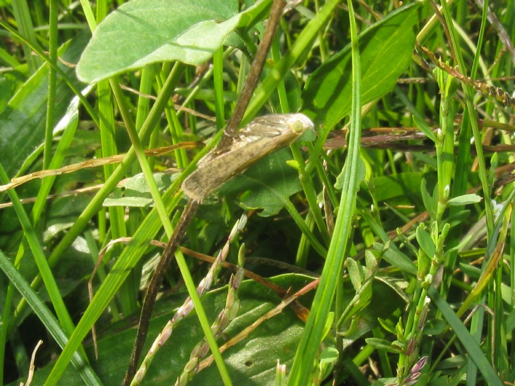 Crambidae: Pyrausta despicata? S