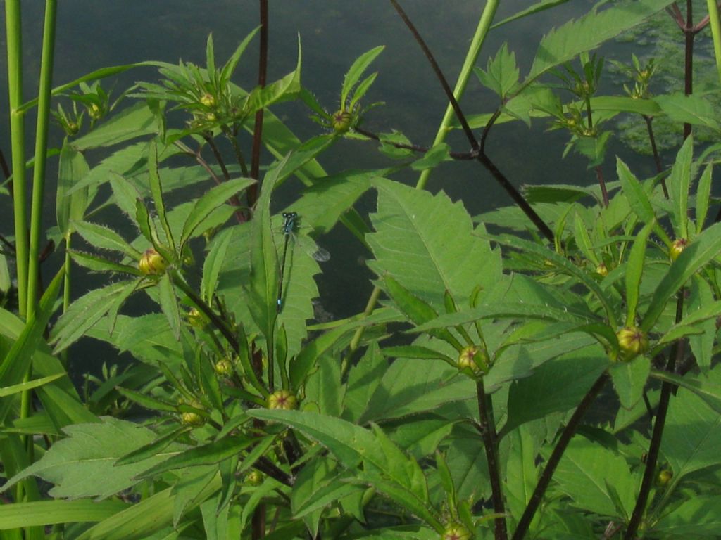 Bidens frondosa