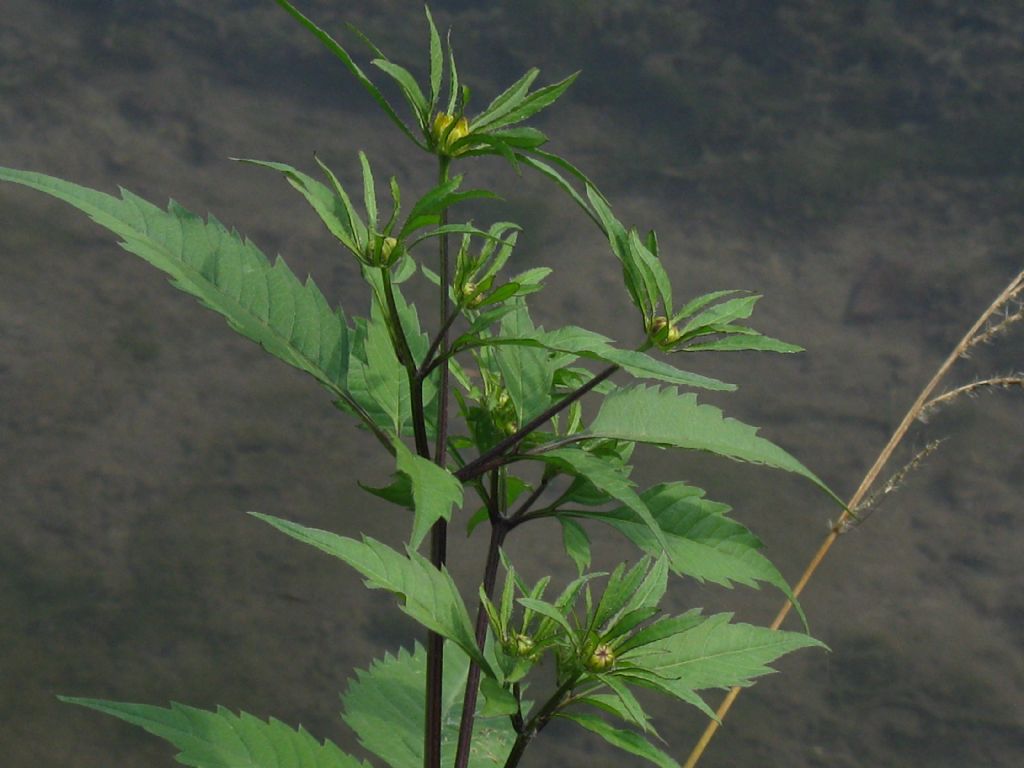 Bidens frondosa