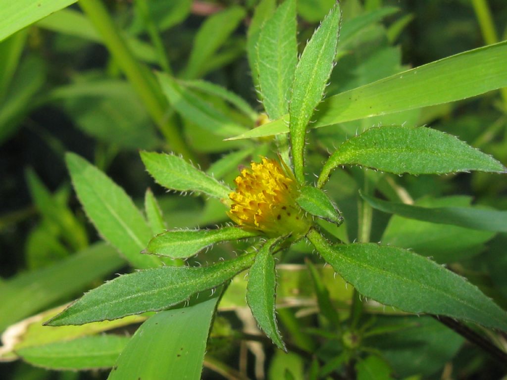 Bidens frondosa