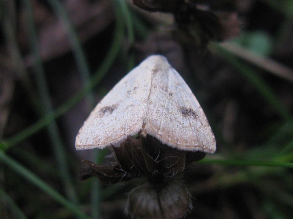 Quale Lepidottero? Rivula sericealis, Erebidae , Natura Mediterraneo