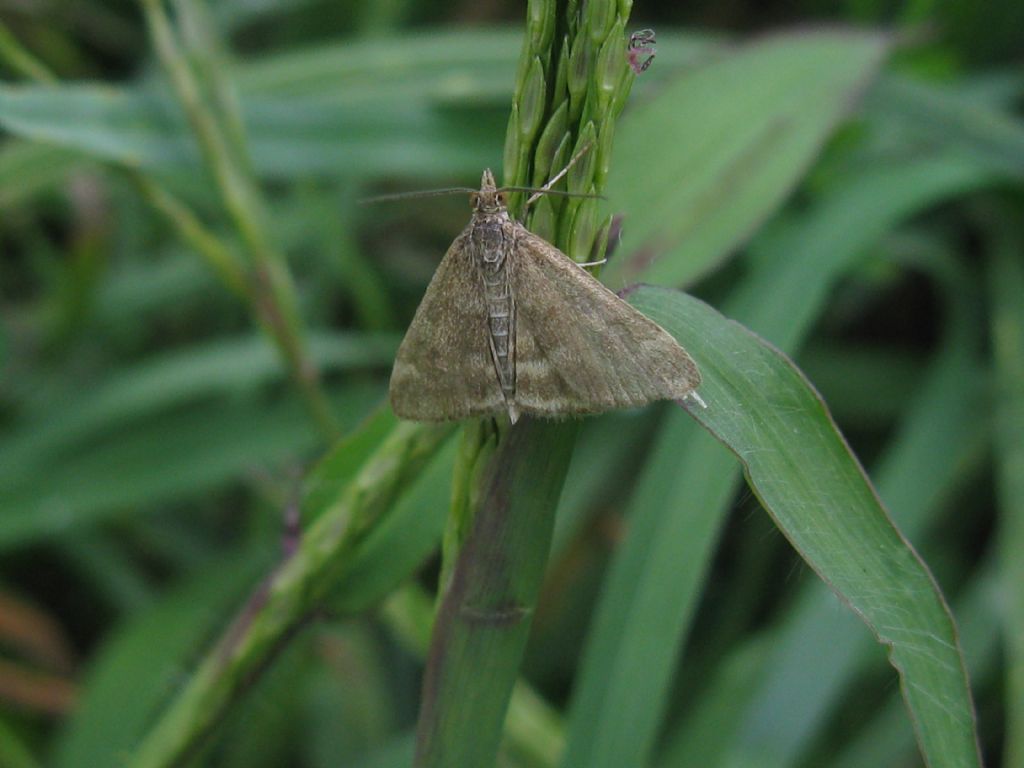 Pyrausta despicata:disegno e colore variabili?
