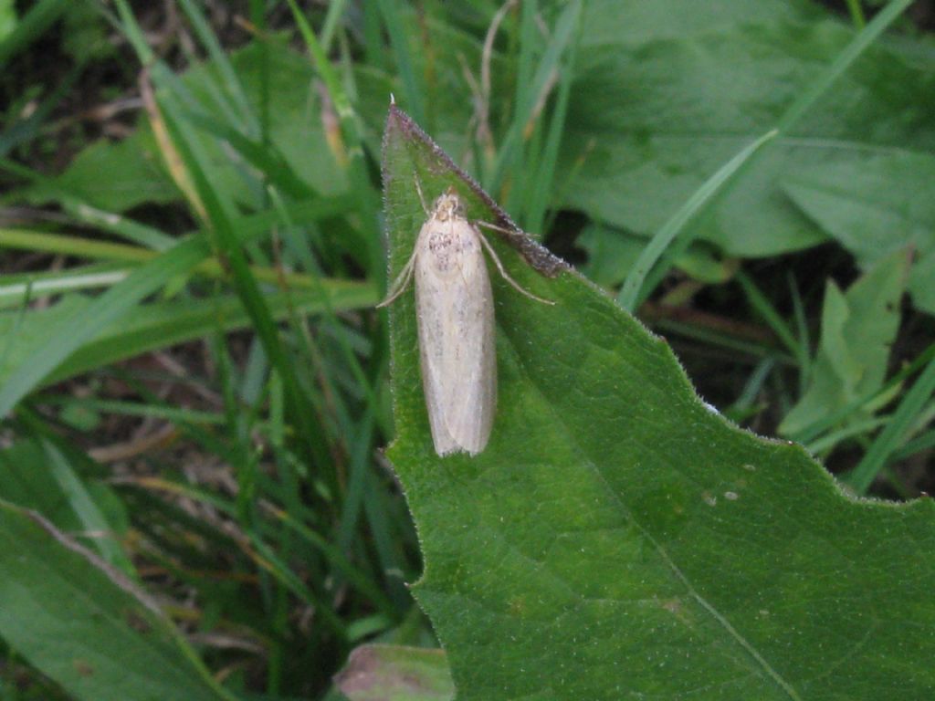 Lepidottero identificabile?:  cfr. Oncocera semirubella (Pyralidae)