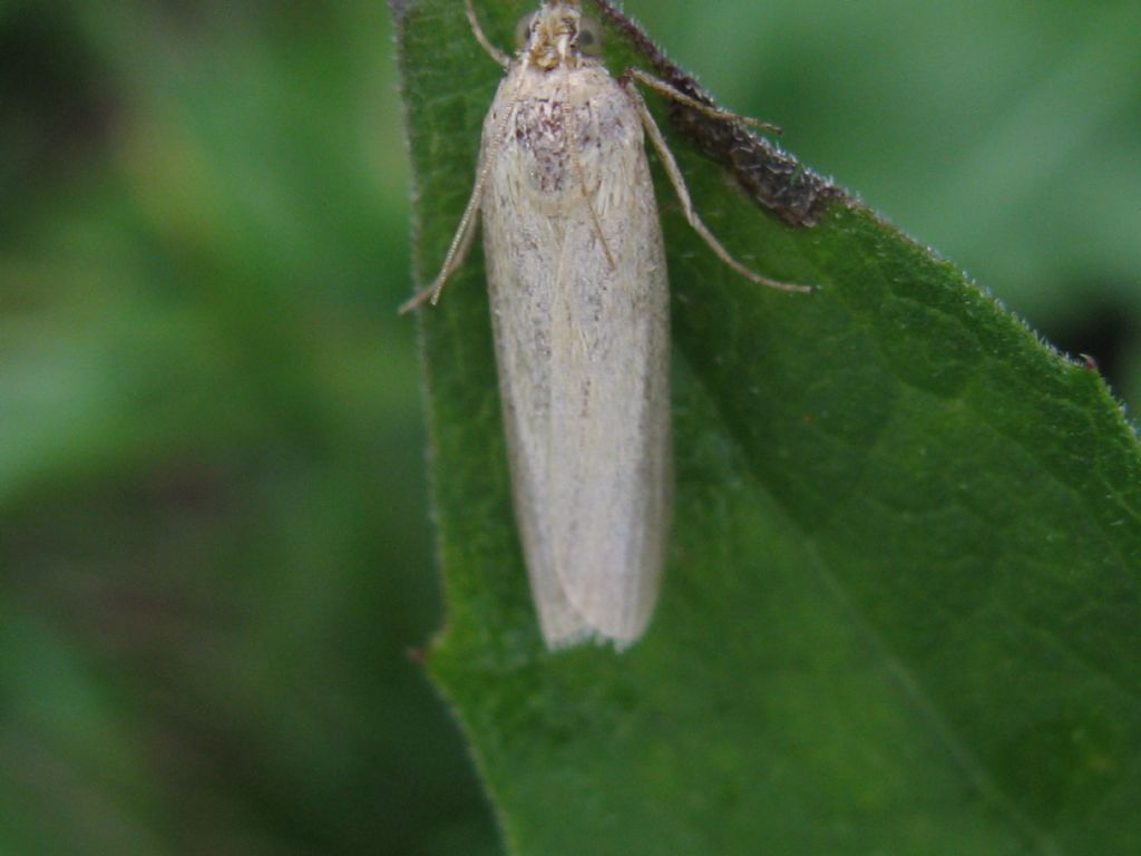 Lepidottero identificabile?:  cfr. Oncocera semirubella (Pyralidae)