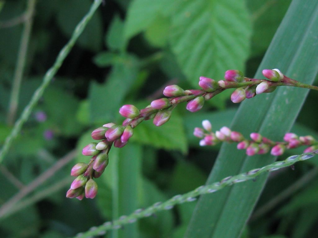 Persicaria mitis (= P. dubia) / Poligono mite