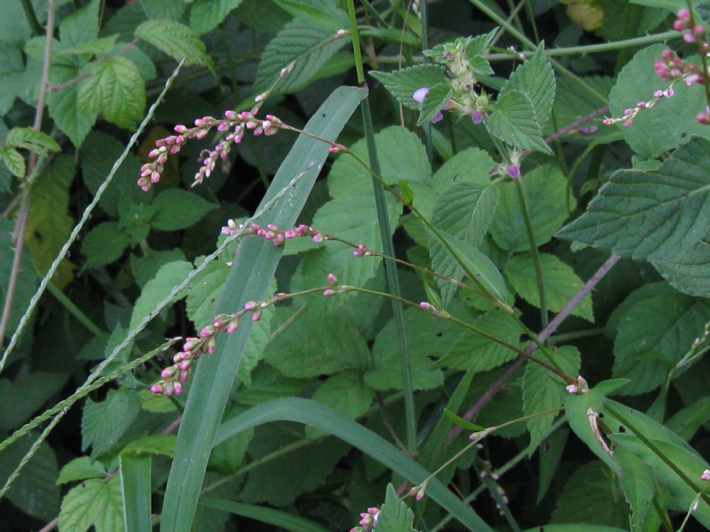 Persicaria mitis (= P. dubia) / Poligono mite