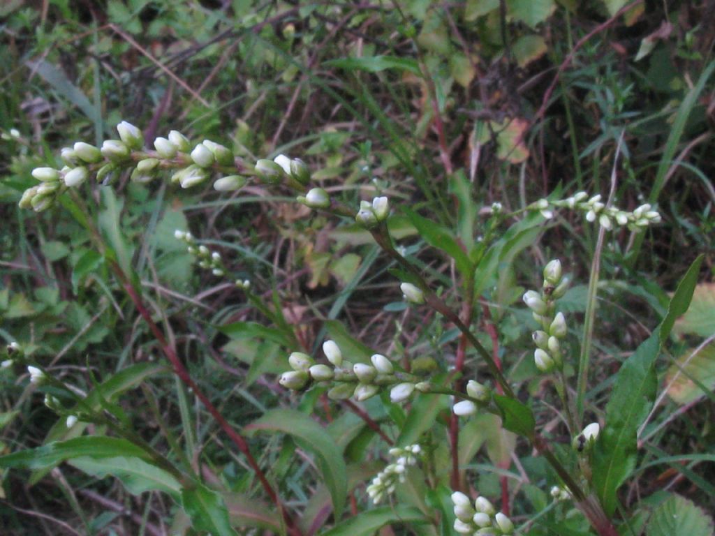 Persicaria mitis (= P. dubia) / Poligono mite