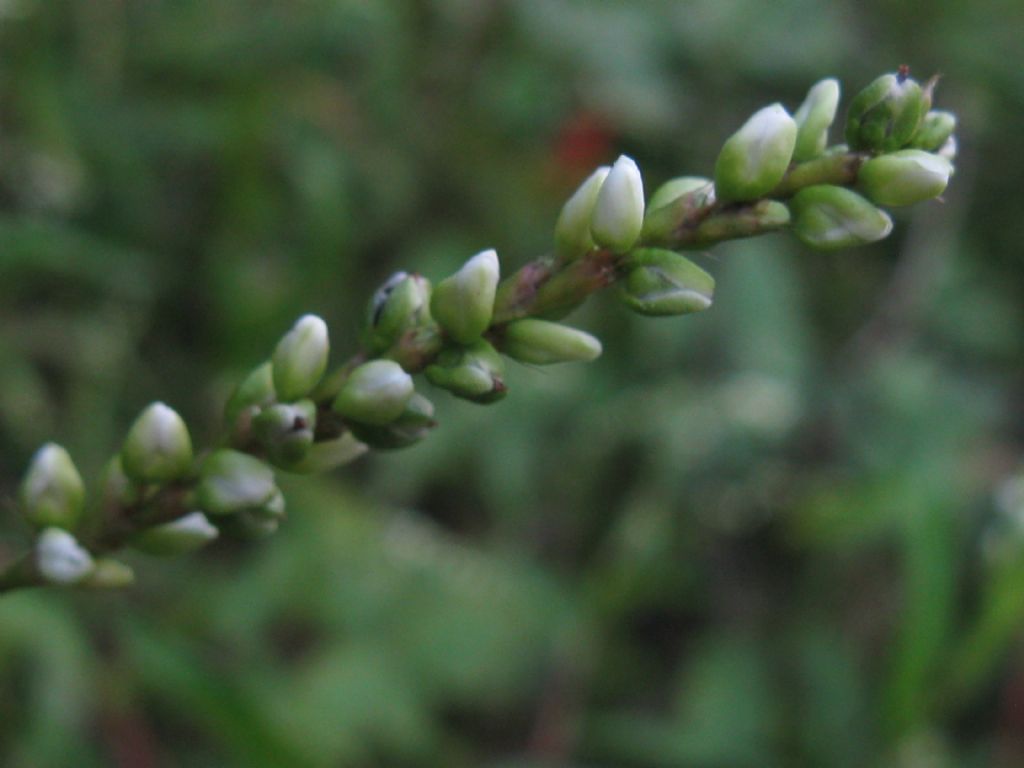 Persicaria mitis (= P. dubia) / Poligono mite