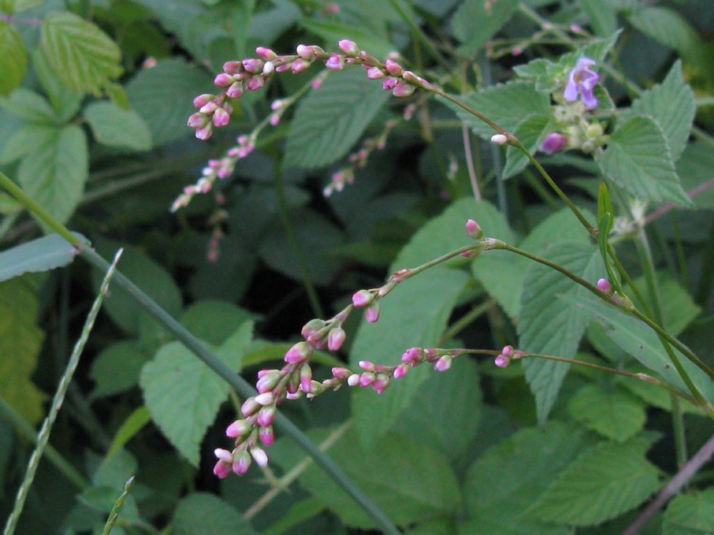 Persicaria mitis (= P. dubia) / Poligono mite