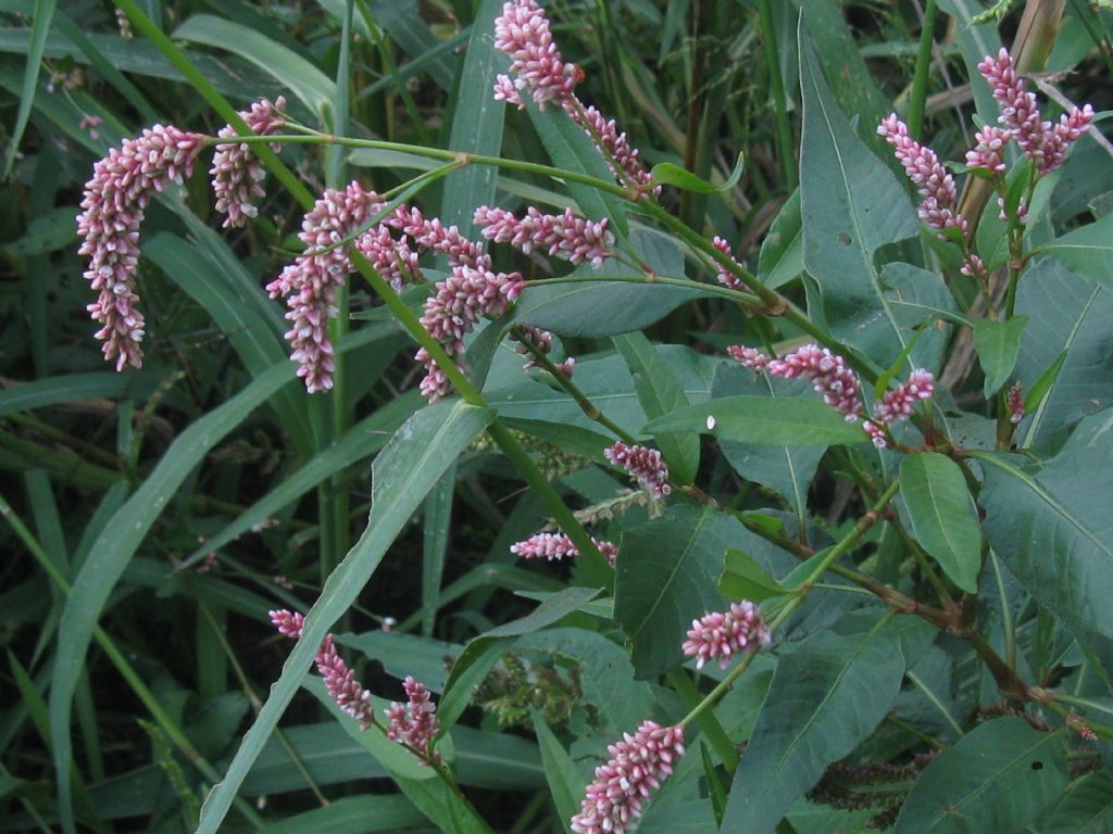 Persicaria cfr, lapathifolia e Persicaria filiformis