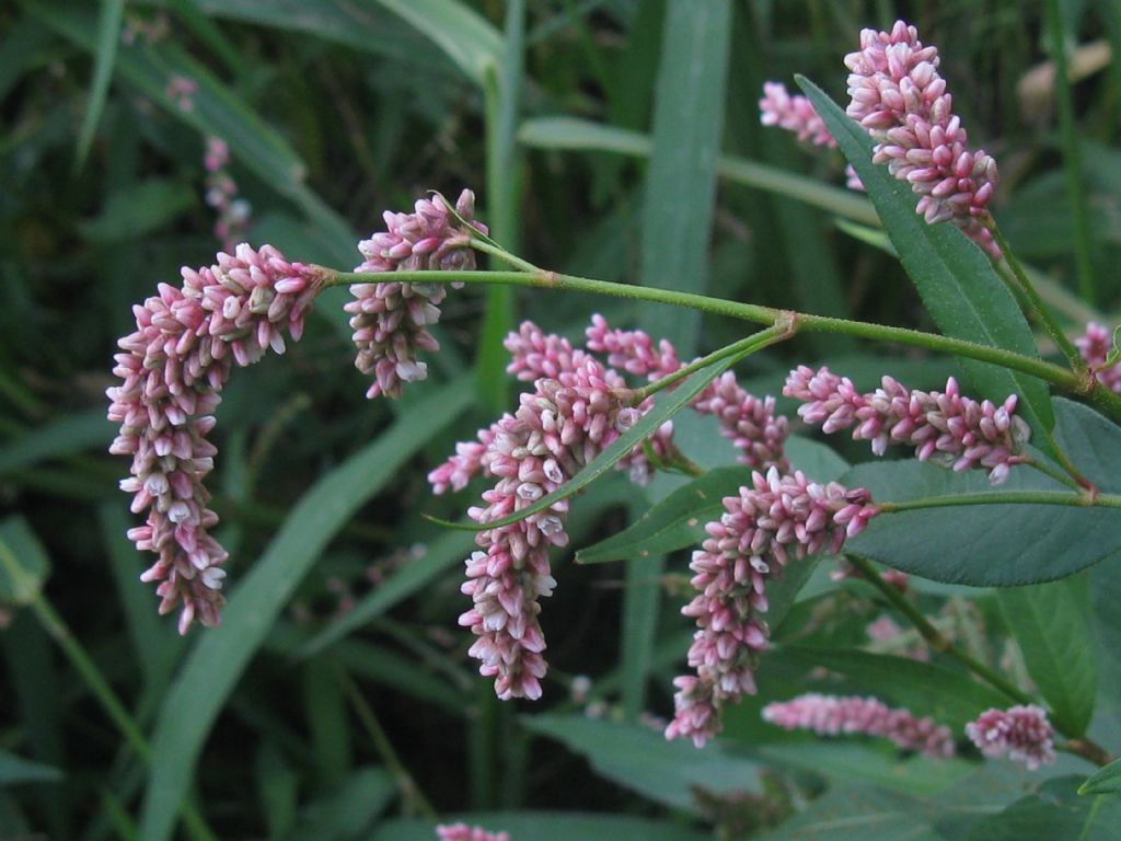 Persicaria cfr, lapathifolia e Persicaria filiformis