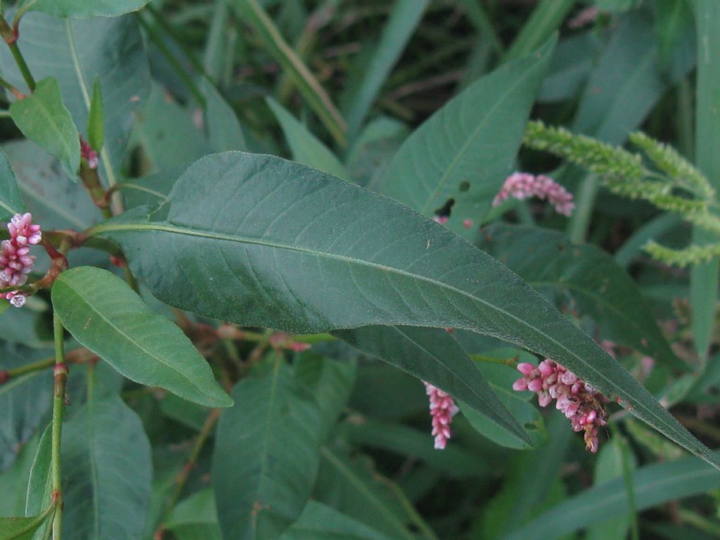 Persicaria cfr, lapathifolia e Persicaria filiformis