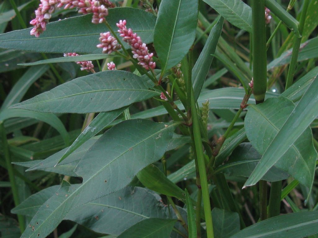 Persicaria cfr, lapathifolia e Persicaria filiformis