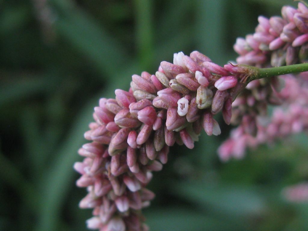 Persicaria cfr, lapathifolia e Persicaria filiformis