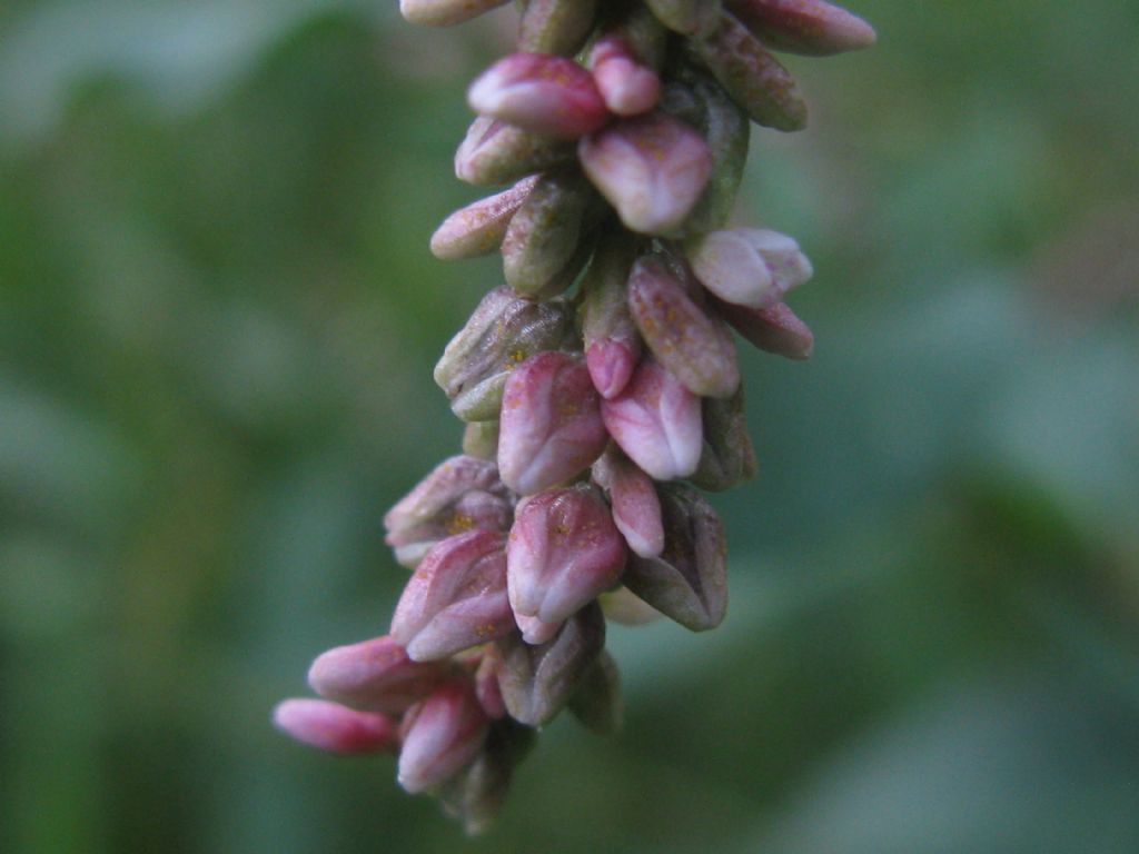 Persicaria cfr, lapathifolia e Persicaria filiformis