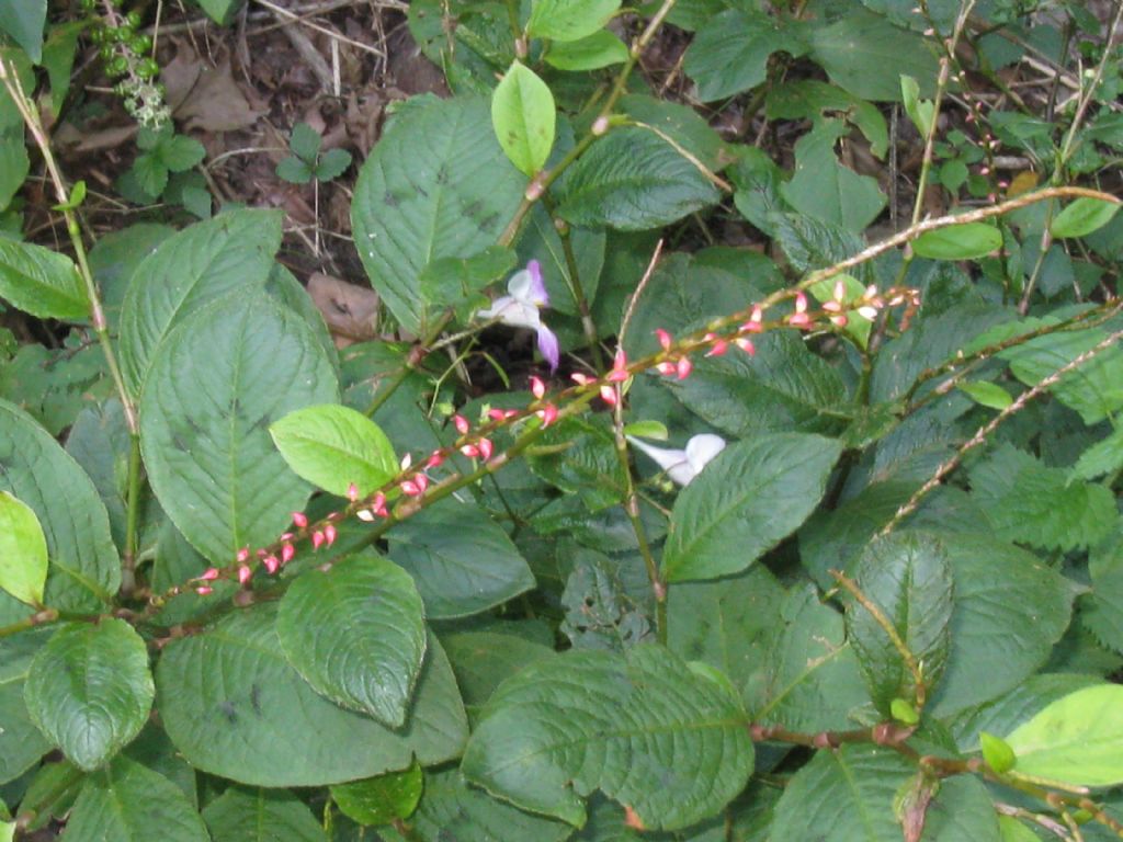 Persicaria cfr, lapathifolia e Persicaria filiformis