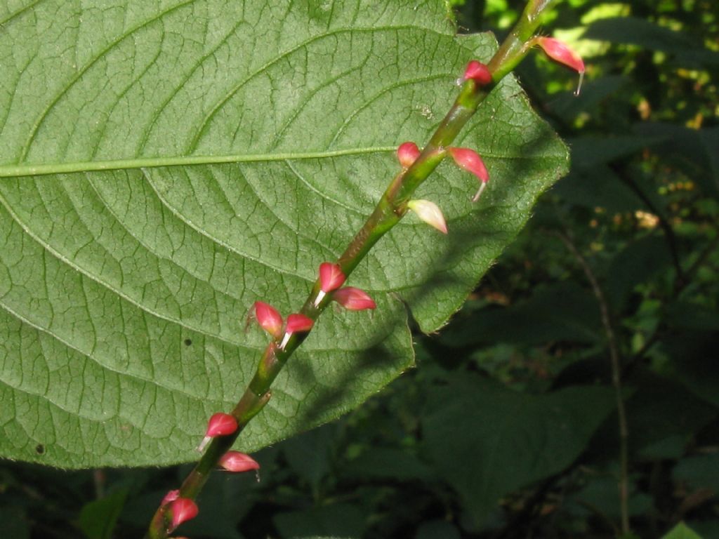 Persicaria cfr, lapathifolia e Persicaria filiformis