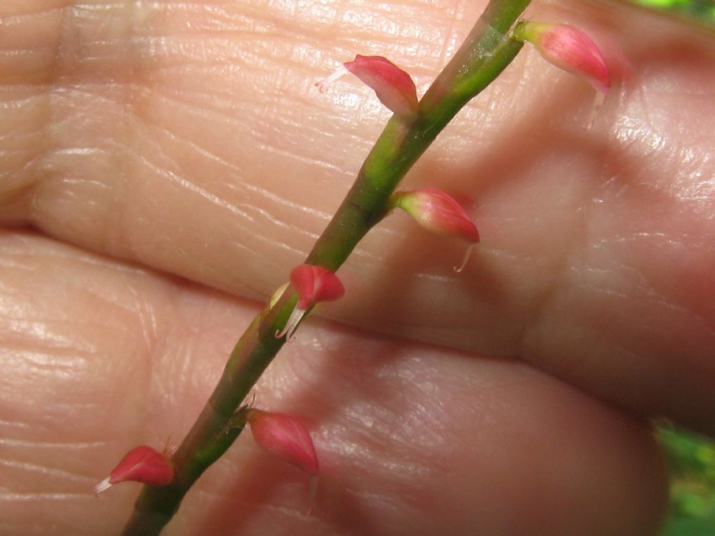 Persicaria cfr, lapathifolia e Persicaria filiformis