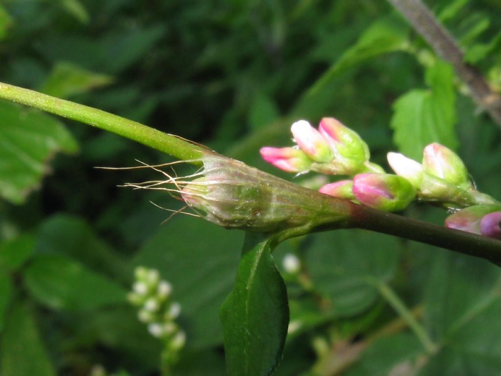 Persicaria mitis (= P. dubia) / Poligono mite