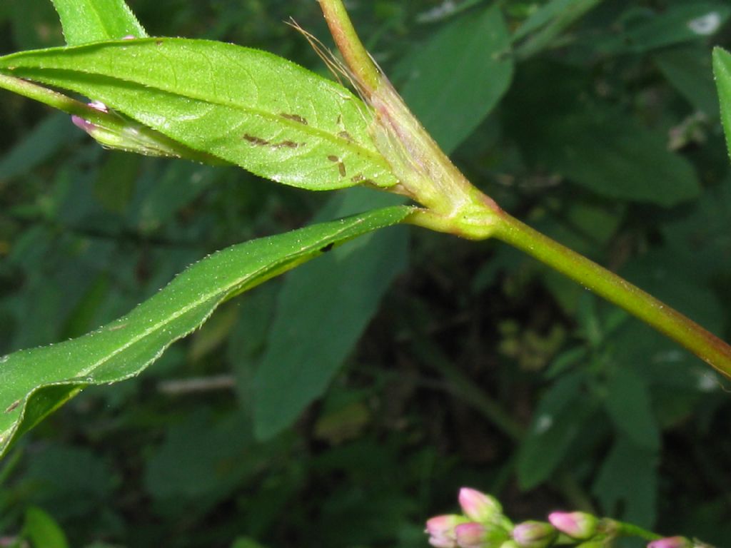 Persicaria mitis (= P. dubia) / Poligono mite