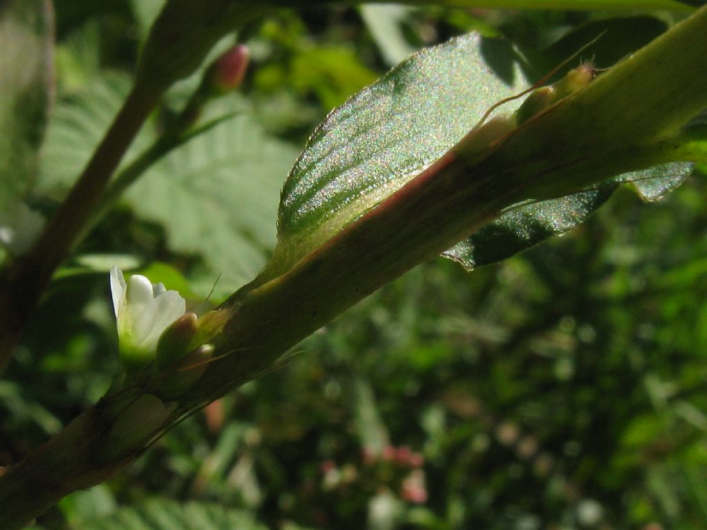 Persicaria mitis (= P. dubia) / Poligono mite