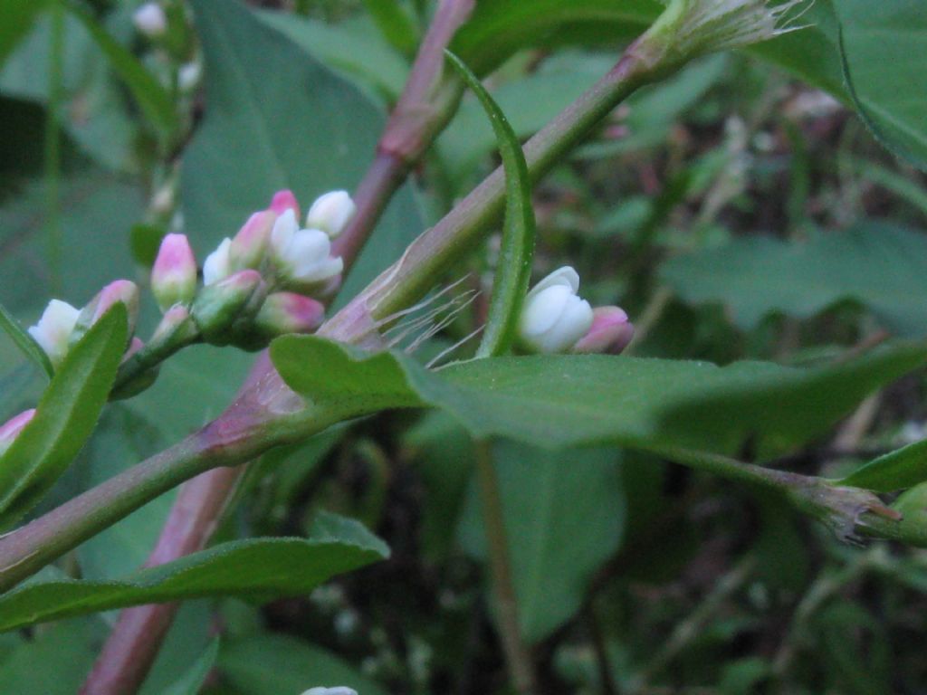 Persicaria mitis (= P. dubia) / Poligono mite