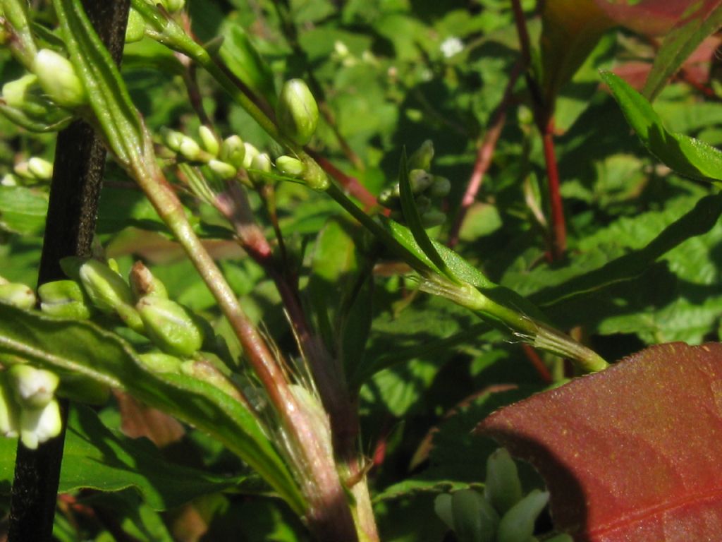 Persicaria mitis (= P. dubia) / Poligono mite