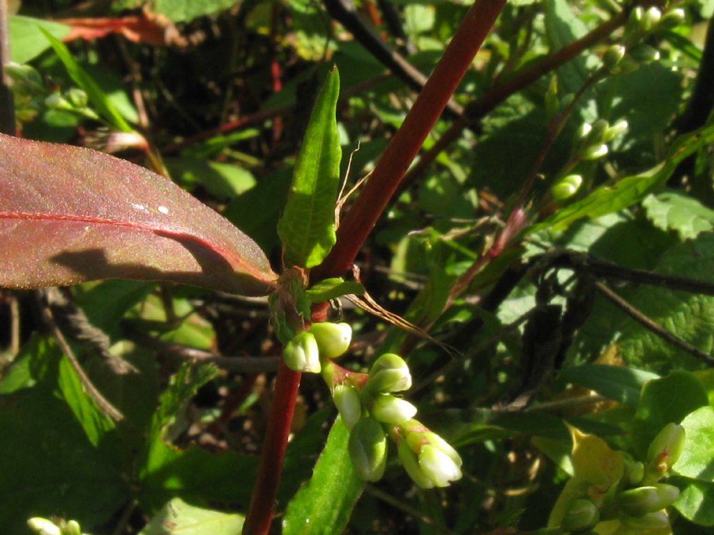 Persicaria mitis (= P. dubia) / Poligono mite