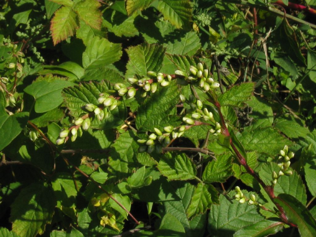 Persicaria mitis (= P. dubia) / Poligono mite