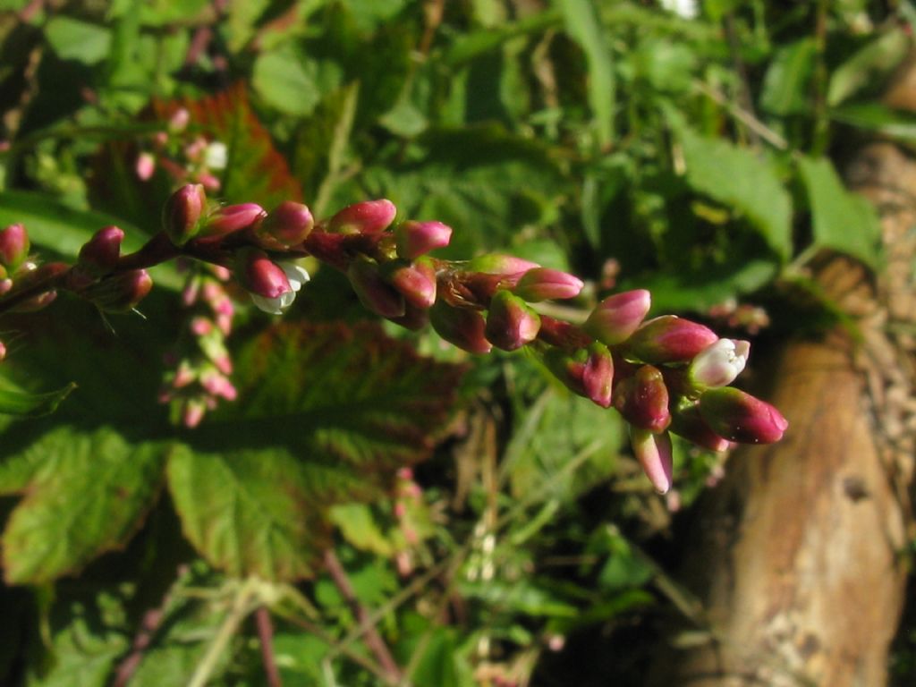 Persicaria mitis (= P. dubia) / Poligono mite